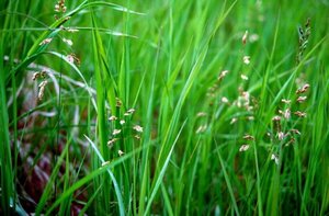 Чем полезна трава зубровка