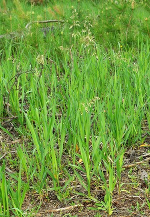 Применение травы зубровки