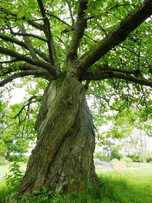 Дерево дуб с мощным стволом и кроной