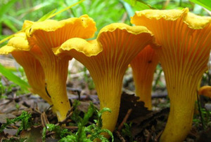 Необычные на вид грибы лисички