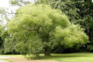 Дерево софора японская
