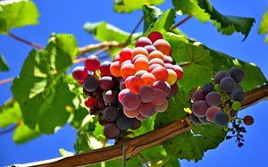 Советы по сбору винограда для приготовления вина