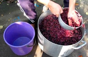 Изготовление браги из виноградного жмыха